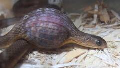 ये छोटा सांप निगल लेता है अपने से बड़ा शिकार, शरीर है बिल्कुल लचीला 