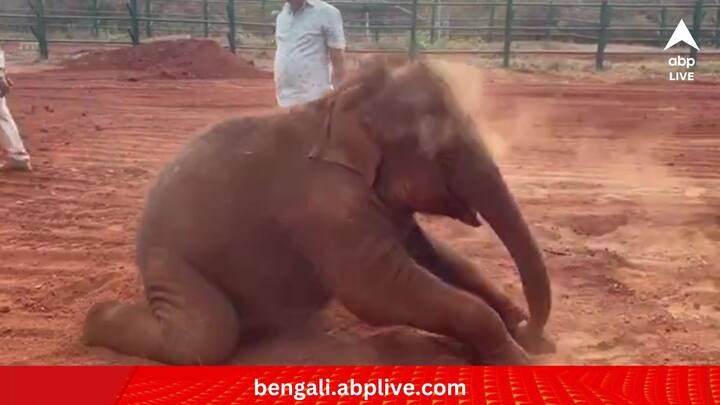 হস্তিশাবকের আনন্দ দেখে নেটিজেনদের অনেকেই আবেগ বিহ্বল। এত সামান্য উপকরণ দিয়েও রঙের উৎসবের মতো আনন্দ করা যায়? কেউ লিখেছেন,     (ছবি:Susant Nanda X Handle)