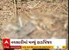 Navsari News । ચીખલી પાસે એક ગામમાં હાડપિંજર મળી આવતા મચી ગયો હડકંપ