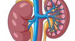 Health: ਕਿਡਨੀ ਨੂੰ ਰੱਖਣਾ ਚਾਹੁੰਦੇ ਹੋ ਸਿਹਤਮੰਦ, ਇਨ੍ਹਾਂ ਚਿੱਟੀਆਂ ਚੀਜ਼ਾਂ ਨੂੰ ਰੱਖੋ ਡਾਈਟ ਤੋਂ ਬਾਹਰ