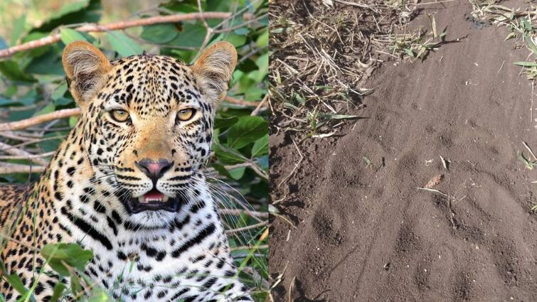 Nashik Leopard Three leopards spotted in Makhmalabad area of Nashik Forest Department Maharashtra Marathi News Nashik Leopard News : बापरे! नाशिकमध्ये एकाच वेळी तीन बिबट्यांचा मुक्तसंचार, नागरिकांमध्ये घबराट