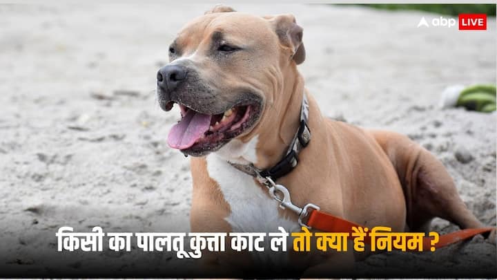 Dog Attack cases rise in india provision of punishment in case of injury or death due to pet dog bite Dog Bite Cases: पालतू कुत्ते के काटने पर घायल होने या मौत होने पर क्या है सजा का प्रावधान?