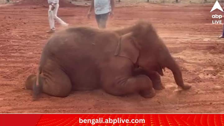 Baby Elephant Viral Video:কে বলে 'দোল' মানে শুধুই রঙের খেলা? না-ই বা থাকল আবির, না-ই মাখা গেল রং, ধুলো আছে না? তাতেই হবে 'ওর।' ওর মানে এক হস্তিশাবকের।