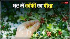 घर पर ही उगाएं कॉफी का पौधा, बाजार से खरीदने का झंझट हो जाएगा खत्म