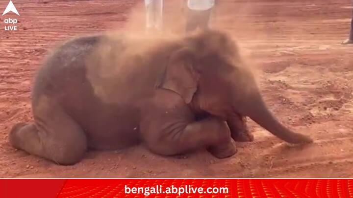 লালচে মাটিতে প্রথমে পা গেড়ে বসে থাকতে দেখা যাচ্ছে শাবকটিতে। তার পর হঠাতই মজা! শুঁড়ে করে কিছুটা ধুলো উড়িয়ে দিল সে।  (ছবি:Susant Nanda X Handle)