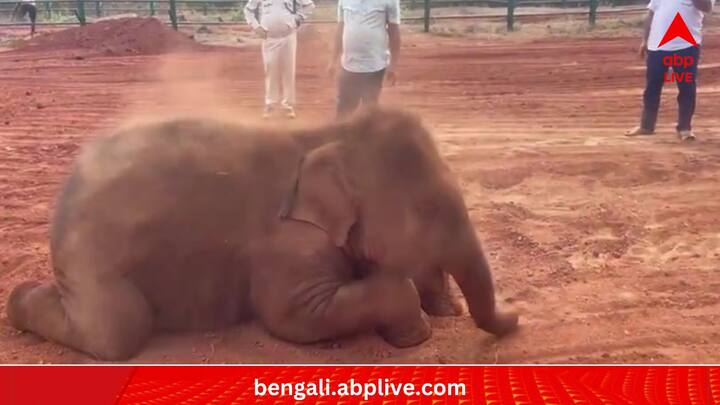 তার তত্ত্বাবধানের দায়িত্বে যাঁরা রয়েছেন, সর্বক্ষণ তাকে ঘিরে ছিলেন। কড়া নজরদারির মধ্যেও আপনমনে ধুলো উড়িয়ে গিয়েছে সে, খেলেছে।  (ছবি:Susant Nanda X Handle)