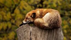 Total Solar Eclipse: এখন থেকেই বিশেষ সাবধানতা, পূর্ণগ্রাস সূর্যগ্রহণের সময় কেন অস্থির হয়ে ওঠে পশুরা?