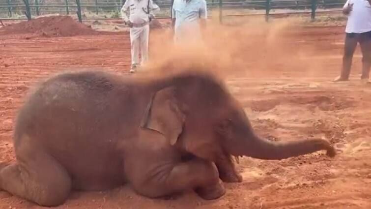 indian forest officer susanta nanda shared a video of baby elephant playing  went viral Watch Video: குட்டியானையின் சுட்டித்தனம்.. வனத்துறை அதிகாரி பகிர்ந்த வீடியோ இணையத்தில் வைரல்..
