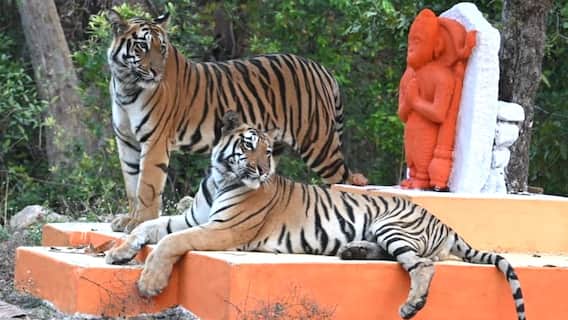 Tiger Cubs Visited Tadoba Festival : Hanuman గుడికి వచ్చిన పులులు | ABP Desam