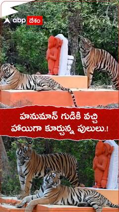 హనుమాన్ గుడికి వచ్చి హాయిగా కూర్చున్న పులులు.!