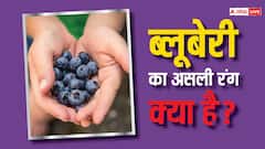 ब्‍लूबेरी का रंग  नहीं होता नीला, जानें क्या है इस फल का असली रंग