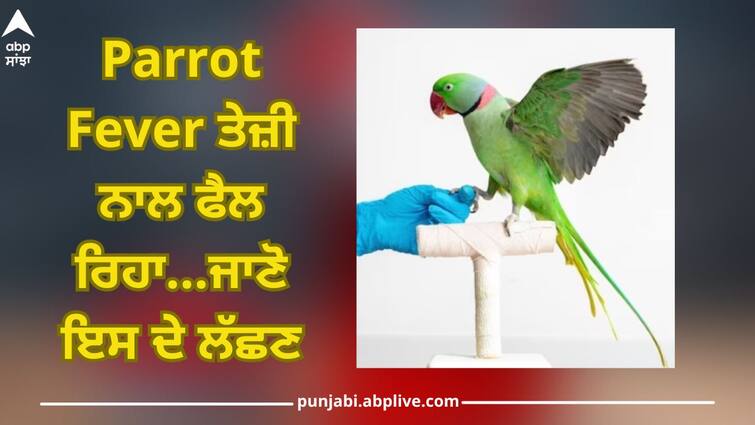 Parrot Fever: parrot fever spreading in europe know causes and symptoms Parrot Fever: ਦੁਨੀਆ 'ਚ ਤੇਜ਼ੀ ਨਾਲ ਫੈਲ ਰਿਹਾ ਇਹ ਬੁਖਾਰ, ਹੁਣ ਤੱਕ 5 ਮੌਤਾਂ, WHO ਚਿੰਤਿਤ