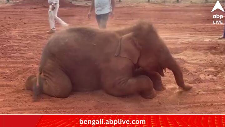 শাবকটির আনন্দ ভিডিওতেই বোঝা গিয়েছে। আর তার আনন্দ, তার খেলা সবটা দেখে বিহ্বল নেটিজেনরা। ধুলো দিয়েও যে এত আনন্দে খেলা যায়, সে বোধহয় একে না দেখলে জানাও যেত না। আপাতত তাই হস্তিশাবকের ভিডিও ঘিরে আলোড়ন সোশ্যাল মিডিয়ায়।       (ছবি:Susant Nanda X Handle)