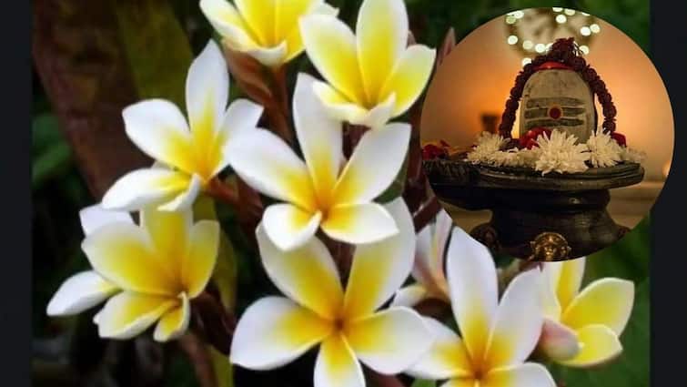MahashivRatri 2024 Do Not Use Ketaki Flower in Mahadev Pooja  Know the Details Marathi News MahashivRatri 2024: थांबा! महाशिवरात्रीला पुजेच्या ताटत चुकूनही ठेवू नका 'हे'  फूल, प्रसन्न होण्याऐवजी नाराज होतील महादेव