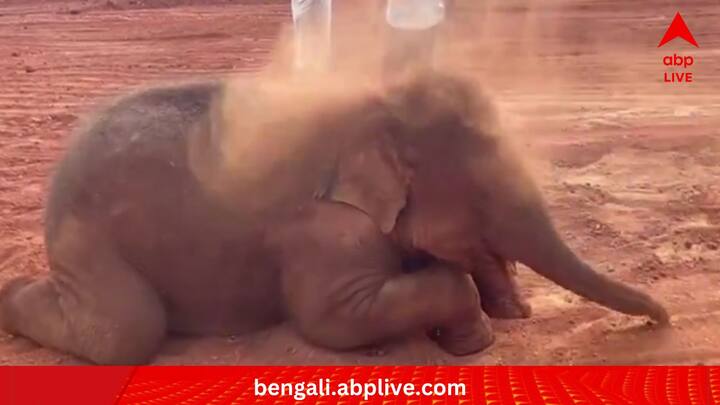 তবে হস্তিশাবকটি একা ছিল না। কোনও ভাবে ওই ধুলো থেকে যাতে তার কোনও ক্ষতি না হয়, সে দিকে কড়া নজর ছিল বহু মানুষের।   (ছবি:Susant Nanda X Handle)