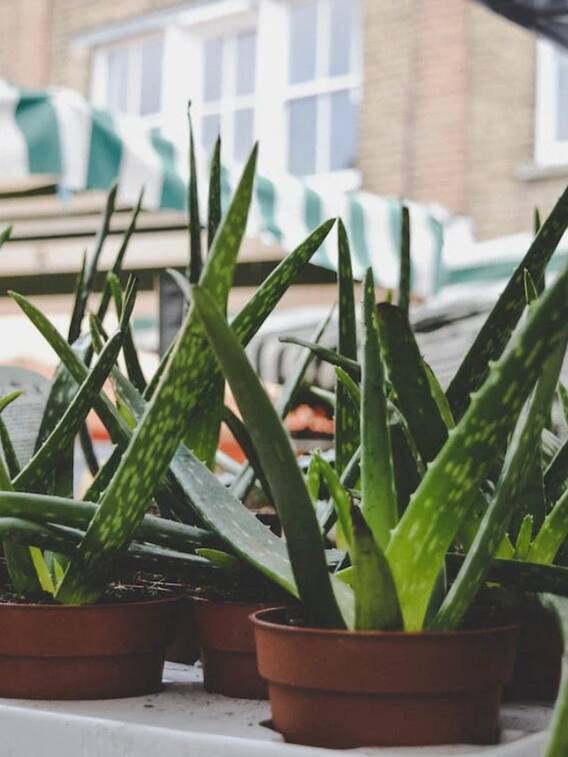 एलोवेरा में छिपा है गुणों का खजाना, घर में कैसे उगाएं