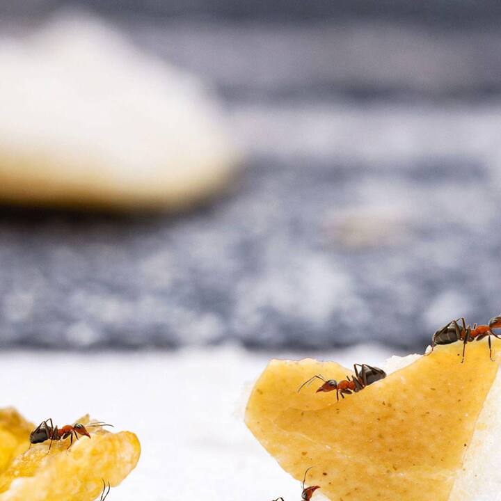 ਬਹੁਤ ਸਾਰੇ ਲੋਕ ਪੁੱਛਦੇ ਹਨ ਕਿ ਕੀੜੀਆਂ ਨੂੰ ਕਿਵੇਂ ਭਜਾਉਣਾ ਹੈ? ਕੀੜੀਆਂ ਤੋਂ ਛੁਟਕਾਰਾ ਪਾਉਣ ਦੇ ਕਿਹੜੇ ਤਰੀਕੇ ਹਨ? ਜੇਕਰ ਤੁਸੀਂ ਵੀ ਇਸ ਸਮੱਸਿਆ ਤੋਂ ਪਰੇਸ਼ਾਨ ਹੋ ਤਾਂ ਇੱਥੇ ਅਸੀਂ ਤੁਹਾਨੂੰ ਕੁਝ ਅਜਿਹੇ ਤਰੀਕੇ ਦੱਸ ਰਹੇ ਹਾਂ ਜਿਸ ਨਾਲ ਤੁਸੀਂ ਕੀੜੀਆਂ ਤੋਂ ਛੁਟਕਾਰਾ ਪਾ ਸਕਦੇ ਹੋ।