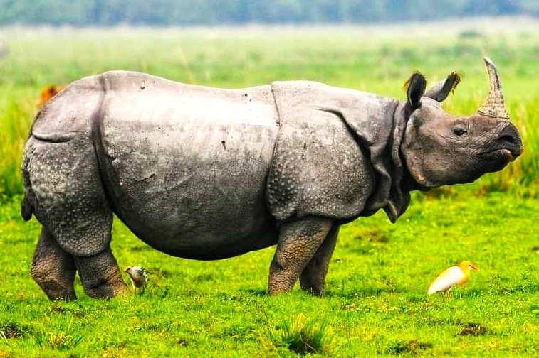 PM Modi Set For Exciting Safari At Assam's Famed Kaziranga National Park Today