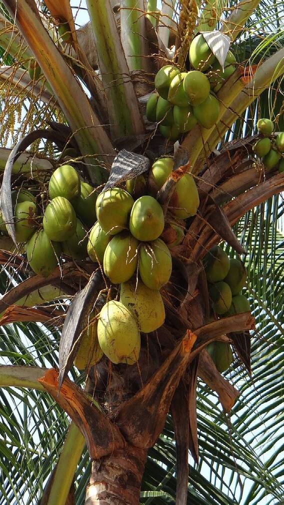 தொடங்கியது கோடை காலம்.. சாப்பிட வேண்டிய உணவுகள் என்னென்ன?