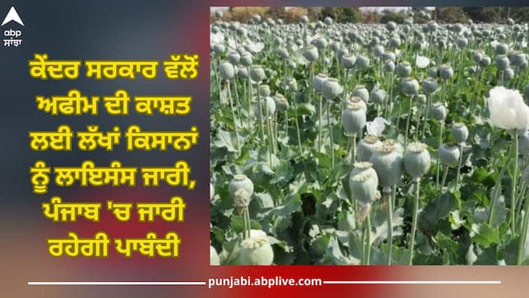 central government issued license to lakhs of farmers for the cultivation of opium, the ban will continue in Punjab Opium cultivation: ਕੇਂਦਰ ਸਰਕਾਰ ਵੱਲੋਂ ਅਫੀਮ ਦੀ ਕਾਸ਼ਤ ਲਈ ਲੱਖਾਂ ਕਿਸਾਨਾਂ ਨੂੰ ਲਾਇਸੰਸ ਜਾਰੀ, ਪੰਜਾਬ 'ਚ ਜਾਰੀ ਰਹੇਗੀ ਪਾਬੰਦੀ