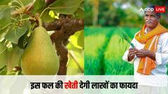 इस फल की खेती से कमाए जा सकते हैं लाखों, हजारों किसान कर रहे हैं इसकी खेती