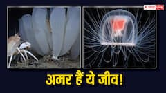 5 से 15 हजार साल तक जीते हैं ये जीव, एक को तो 'अमर' मान लिया गया है