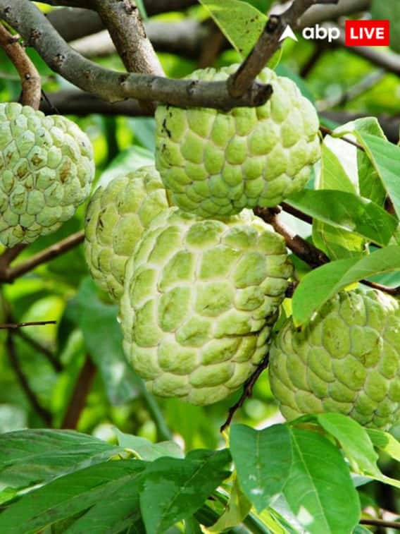 Vastu Tips: सीताफल घर की इस दिशा में लगाएं, पीढ़ियों तक वास करेंगी मां लक्ष्मी