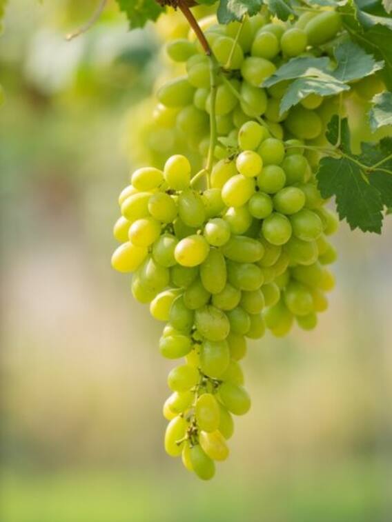 गमले में उगाना चाहते हैं अंगूर? जानिए सही तरीका