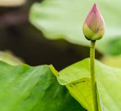 आम और मिर्ची के अलावा इन चीजों के भी बनते हैं अचार, पहले कभी सुना है?