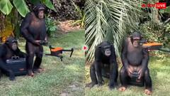 Video: ड्रोन उड़ाते इस चिंपांजी को देख आपको आ जाएगी 'प्लैनेट ऑफ द एप्स' मूवी की याद, देखें वीडियो