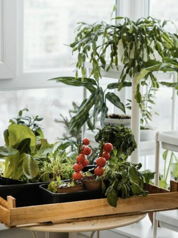 गर्मी के मौसम में किचन गार्डन में उगाए ये 6 सब्जियां