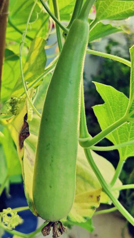 సొరకాయ కాలేయ సమస్యలను తగ్గిస్తుందా?