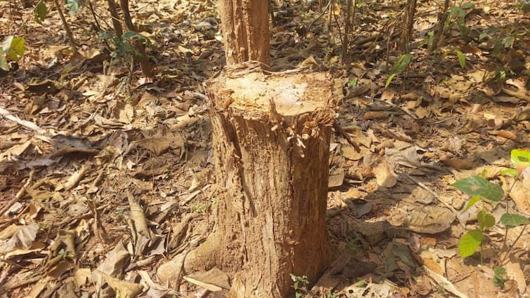 Bastar Kanger Valley National Park cutting of teak trees is taking place smugglers cut more than 25 trees Ann Bastar News: कांगेर वैली नेशनल पार्क में बेशकीमती सागौन के पेड़ों की अंधाधुंध कटाई, तस्करों ने काटे 25 से ज्यादा पेड़