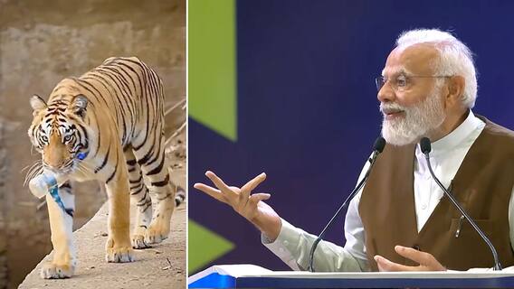 PM Modi refers Tiger picking plastic bottle reel | పులి నోటితో వాటర్ బాటిల్ ఎందుకు తీసిందంటే.! | ABP