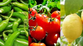 Tips to keep lemon, green chillies and tomatoes fresh for up to a month Vegetables : எலுமிச்சை, பச்சை மிளகாய், தக்காளி ஒரு மாதம் வரை ஃப்ரெஷ்ஷாக இருக்க சூப்பர் டிப்ஸ்!