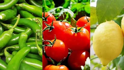 Tips to keep lemon, green chillies and tomatoes fresh for up to a month Vegetables : எலுமிச்சை, பச்சை மிளகாய், தக்காளி ஒரு மாதம் வரை ஃப்ரெஷ்ஷாக இருக்க சூப்பர் டிப்ஸ்!