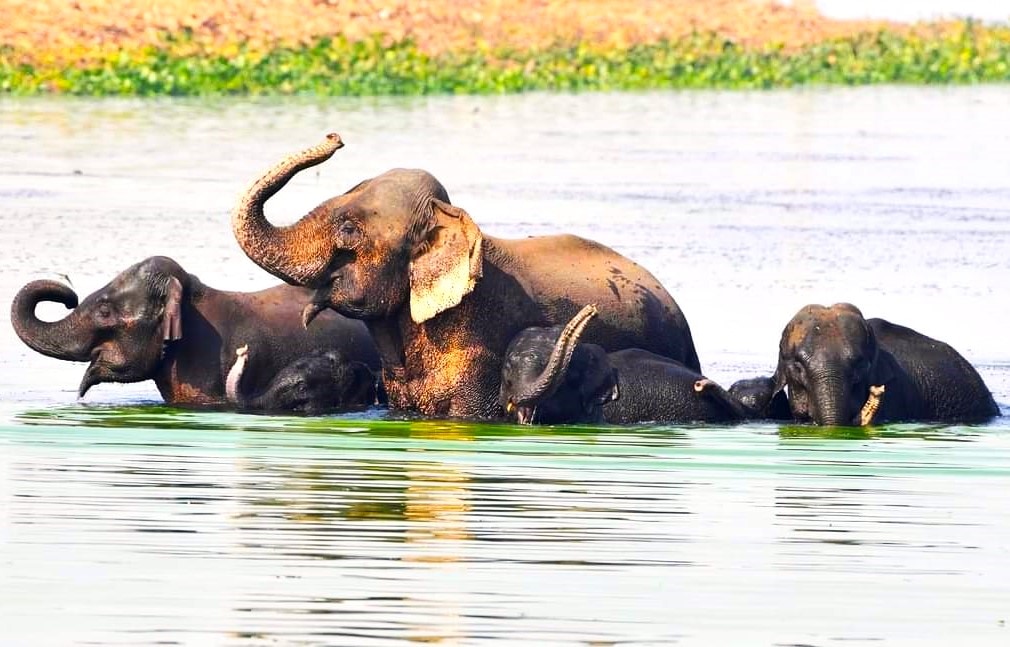 PM Modi Set For Exciting Safari At Assam's Famed Kaziranga National Park Today