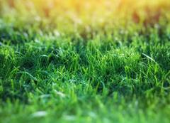 ਇਸ ਘਾਹ ਦੇ ਨੇੜੇ ਜਾਣ ਨਾਲ ਕੋਈ ਨਹੀਂ ਬਚਦਾ, ਜਾਣੋ ਕੀ ਕਾਰਨ ?