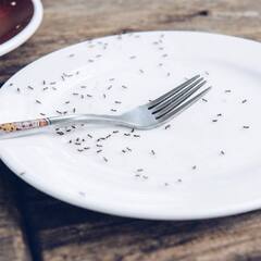 Kitchen Tips: ਘਰ 'ਚ ਪਈਆਂ ਆਹ ਚੀਜ਼ਾਂ ਨੇ ਕਮਾਲ ਦੀਆਂ , ਰਸੋਈ 'ਚੋਂ ਕੀੜੀਆਂ ਹੋ ਜਾਣਗੀਆਂ ਗਾਇਬ