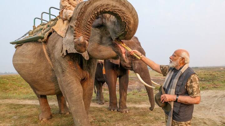 पीएम मोदी ने नेशनल पार्क में हाथियों को खाना भी खिलाया. हाथियों की तस्वीरें शेयर करते हुए पीएम मोदी ने कहा, 'आज लखीमाई, प्रद्युम्न और फूलमाई को गन्ना खिलाया. काजीरंगा गैंडों के लिए जाना जाता है, लेकिन वहां कई अन्य प्रजातियों के साथ-साथ हाथियों की भी बड़ी संख्या है.'
