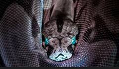 ਅੱਜ ਵੀ ਦੁਨੀਆ 'ਤੇ ਮੌਜੂਦ ਹੈ 'ਨਾਗਲੋਕ', ਗਏ ਤਾਂ ਮੌਤ ਪੱਕੀ !