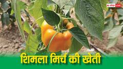 Polyhouse Farming: खेती से करनी है कमाई तो अपनाएं पॉली हाउस मैथड, हर साल होगी लाखों की आमदनी