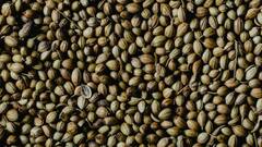 Coriander Water : थायरॉईडच्या रुग्णांसाठी धन्याचे पाणी अमृतापेक्षा कमी नाही, रोज पिल्याने होतील अनेक फायदे !