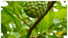 आयरन की कमी है तो अनार नहीं खाएं यह फल कभी नहीं होगी कमी