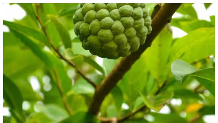 आयरन से भरपूर: शरीफा में आयरन की प्रचुर मात्रा होती है, जो खून की कमी और एनीमिया से लड़ने में मदद करता है.