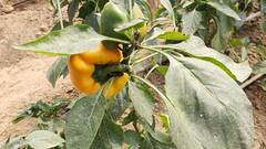 Polyhouse Farming: खेती से करनी है कमाई तो अपनाएं पॉली हाउस मैथड, हर साल होगी लाखों की आमदनी