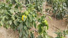 Polyhouse Farming: खेती से करनी है कमाई तो अपनाएं पॉली हाउस मैथड, हर साल होगी लाखों की आमदनी