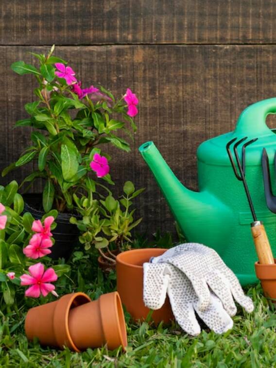 पौधों को हरा रखने में काम आएंगे ये 5 टिप्स