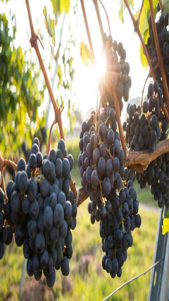 Black Grapes : काळे द्राक्ष इतके महाग का असतात ?