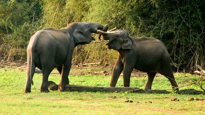 Why are the people of Wayanad  want  permission to shoot elephants, know what is the conflict between elephants and humans in waynad abpp હાથીઓને ગોળી મારવાની પરવાનગી કેમ માંગી રહ્યાં છે વાયનાડના લોકો, જાણો શું છે હાથી અને માનવ વચ્ચેનો સંઘર્ષ?